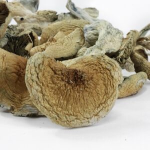 BLUE MEANIE MUSHROOMS ONLINE