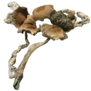 Buy amazonian magic mushrooms online