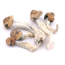 Buy trinity magic mushroom online
