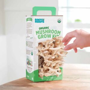 Golden Teacher Mushroom Grow Kit