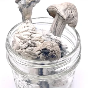 Albino Penis Envy (APE) Magic Mushrooms