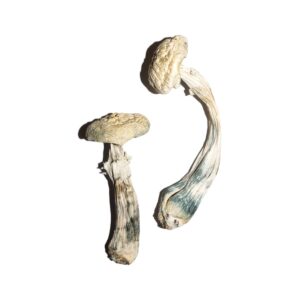 White Albino Avery Mushrooms (Premium Quality)