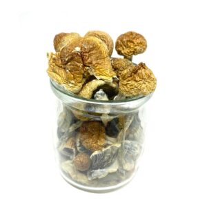 Blue Meanie Magic Mushrooms – Magic Mushroom kit