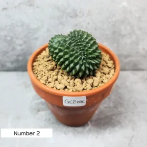 Cactus australia