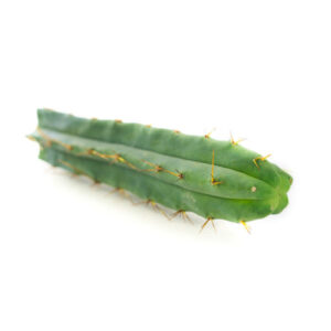 Buy peyote cactus