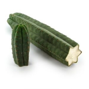 Peyote drug