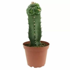 Buying peyote