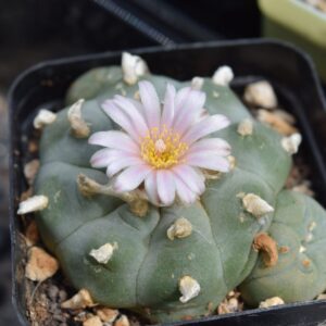 Lophophora Williamsii (Peyote) Cactus | Pick Your Own Specimen