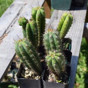 Trichocereus Peruvianus Matucana  | Peruvian Torch Cactus