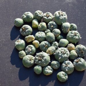 Lophophora Williamsii Cactus Cuttings | Peyote Buttons