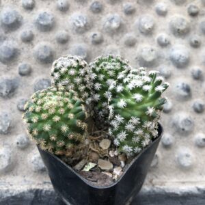Mammillaria Hernandezii