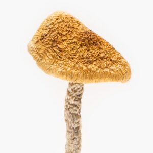 Origin: African Aphrodisiac – Cannakiss