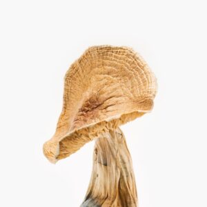 African Kobe Magic Mushrooms