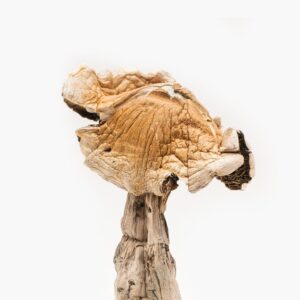 Amazonian Magic Mushroom – Free Edibles