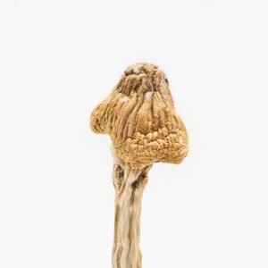 Tri-Colour Ecuadorian Magic Mushroom (Premium)