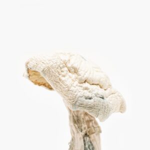 Avery’s Albino Magic Mushrooms Online for sale