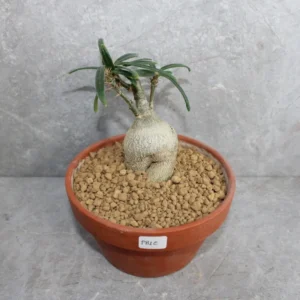 Peyote cactus seeds