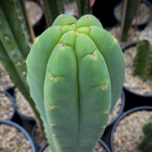 San Pedro | Trichocereus Pachanoi Cactus Seeds