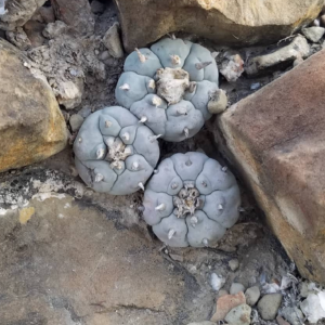 Lophophora Williamsii var. Puerto Sigala Cacti Seeds