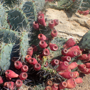 Cold Hardy Cactus | Opuntia Phaeacantha