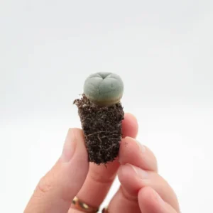 LOPHOPHORA WILLIAMSII SEEDLING