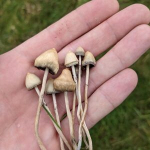 LIBERTY CAP – LIBERTY CAPS MAGIC MUSHROOM