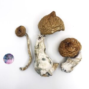 Lizard King Mushrooms – Lizard King Psilocybe Cubensis
