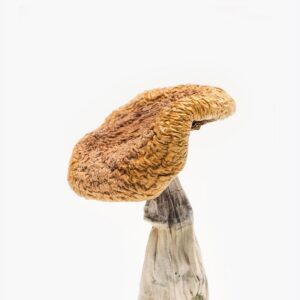 Golden Teachers Magic Mushrooms