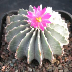 Geohintonia Mexicana Cactus