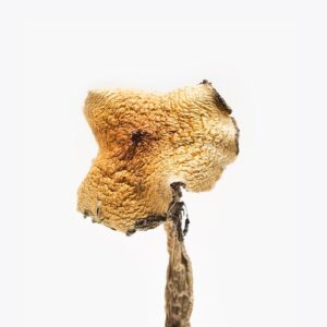 Bachlors | Texas Yellow Cap Mushrooms